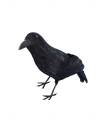 Cuervo Negro 33 cm